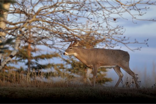 A whitetail approaches a field’s edge from cover. Expect December bucks to be very cautious when using such feed sources.
